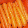 2015 nova safra boa qualidade cenoura fresca